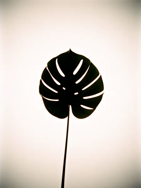 Silhouette of a Monstera leaf against a white background with backlighting highlighting its shape.