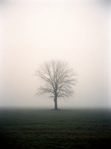A solitary tree in a foggy field with a muted sky and soft lighting.