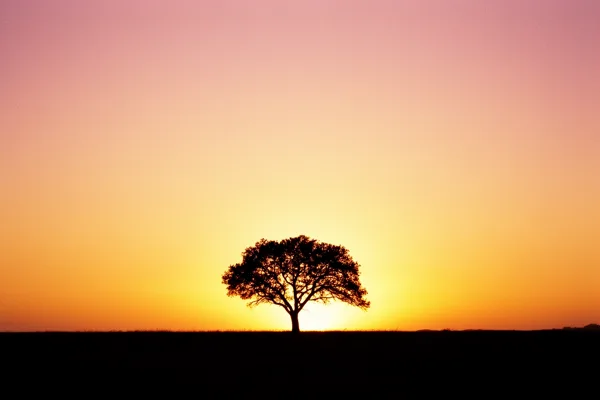 A solitary tree silhouetted against a vibrant sunset sky with orange and pink hues.