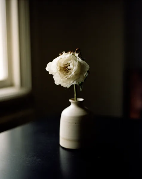 A single white rose in a ceramic vase on a dark surface, softly lit by window light with a blurred background.