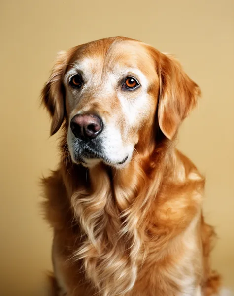 Portrait of a golden retriever against a beige background with soft lighting highlighting its eyes and fur.