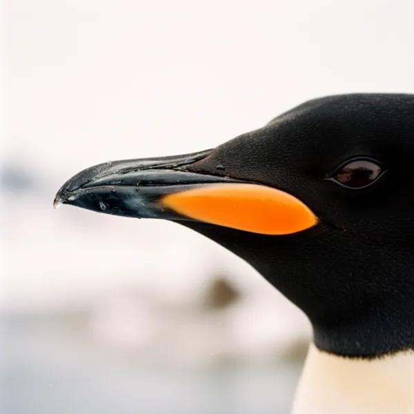 Close-up of an emperor penguin's beak with orange and black colors against a blurred icy background.