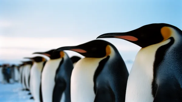 A line of emperor penguins standing in the snow with a soft blue sky, focused on the foreground penguin with a blurred background.