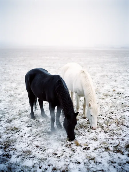 A black horse and a white horse grazing on a snow-covered field under soft, diffused light.