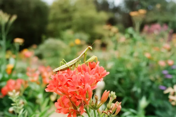 A green praying mantis sits on red-orange flowers in a garden with a blurred background and soft natural lighting.
