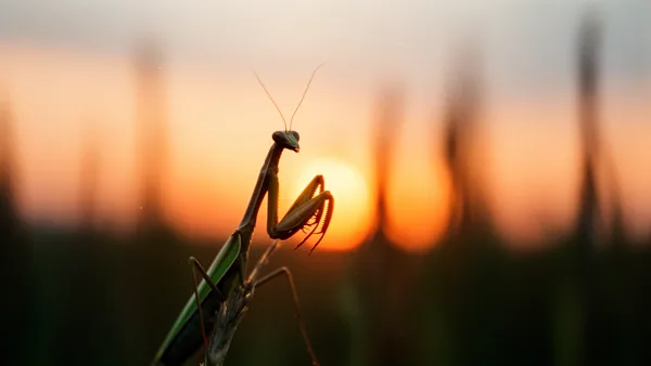 A praying mantis silhouetted against a sunset with a blurred orange and yellow background, perched on a branch.