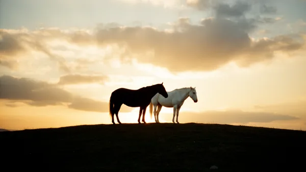 Two silhouetted horses, one black and one white, stand on a hill at sunset with a colorful sky and clouds.