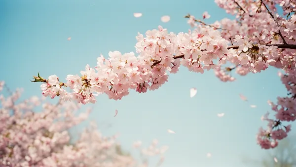 A branch of cherry blossoms with pink flowers against a clear blue sky, with some petals falling.