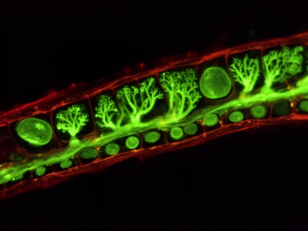 Fluorescent green plant cells with tree-like structures under a microscope, outlined in red against a dark background.
