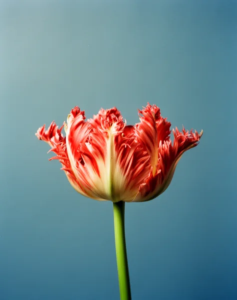 A vibrant parrot tulip with red and cream ruffled petals against a smooth blue background, captured in soft natural light.