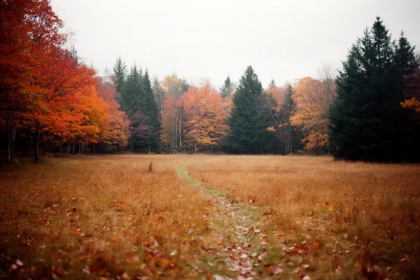 A clearing in a forest during autumn with colorful trees and a path through the grass under an overcast sky.