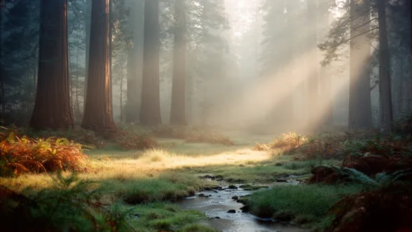 A forest with tall redwood trees, sunbeams through mist, and a stream running through lush ferns and moss.