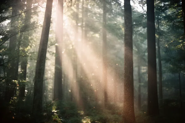 Sunlight streams through dense forest trees, illuminating floating particles and casting shadows on the forest floor.